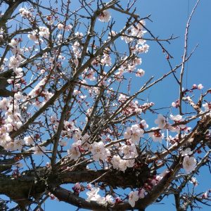 桂城公園の桜