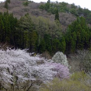 大館市長根山の桜