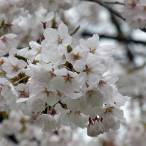 大館市の桜