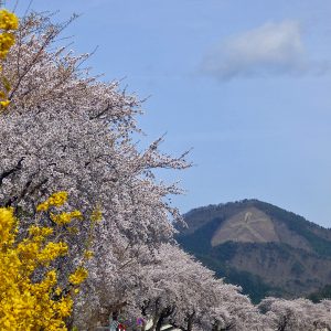 大館市長木川の連翹と桜と鳳凰山